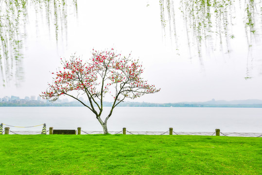 杭州西湖白堤的绿草地和桃花垂柳