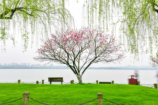 杭州西湖白堤绿草地和垂柳桃花