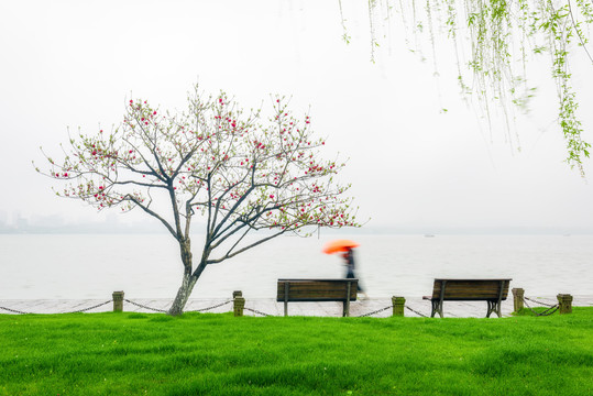 杭州西湖白堤春景绿草桃花