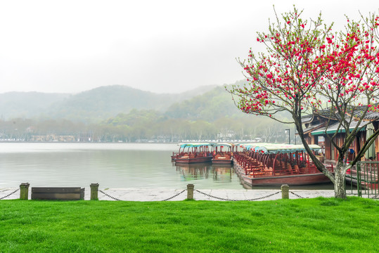 杭州西湖春景游船码头与桃花