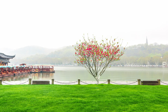 杭州西湖白堤春景绿草桃花