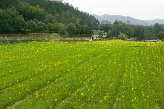 花开韶山遍地春