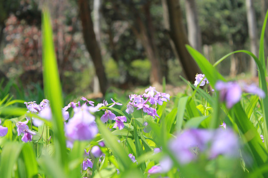 玉蝉花微距特写