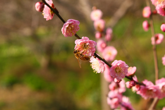 桃花微距特写