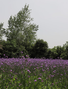 马鞭花