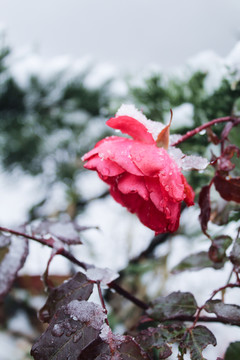 玫瑰花