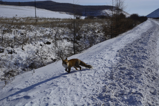 赤狐狐狸