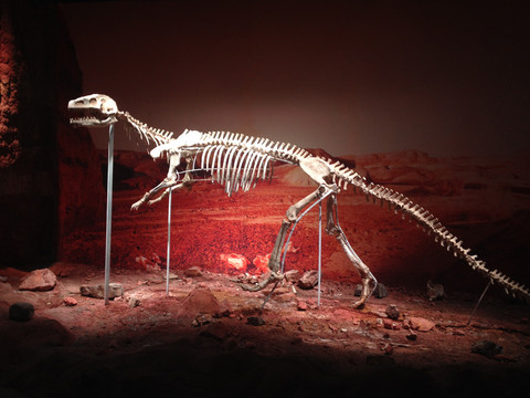 恐龙化石标本