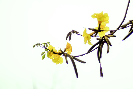 黄花风铃