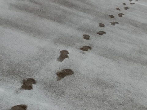 雪地里的一串脚印