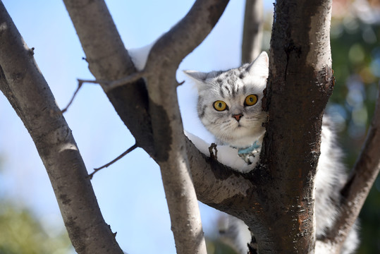 雪中的宠物猫