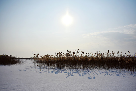 雪原