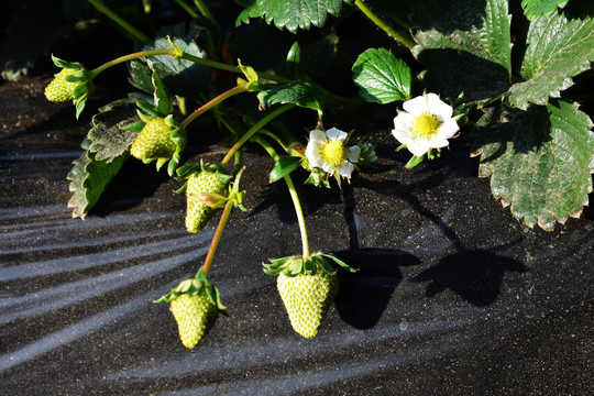 草莓白花