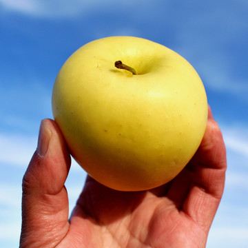 黄苹果高清图