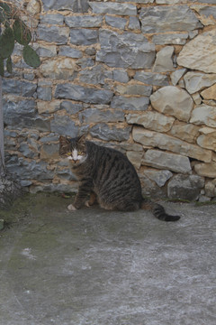 花脸猫