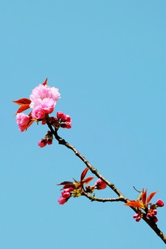 春天花卉樱花
