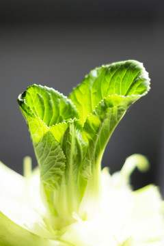 油菜芯儿