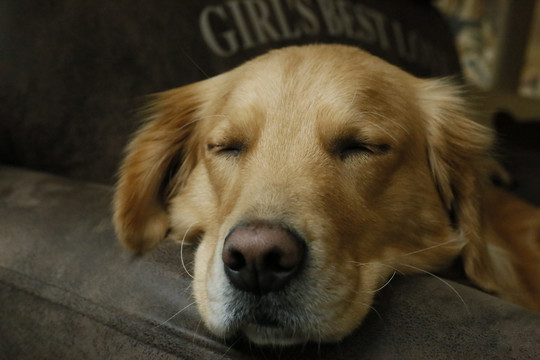 睡着的金毛犬