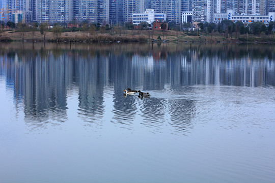 湖泊里的鸭子