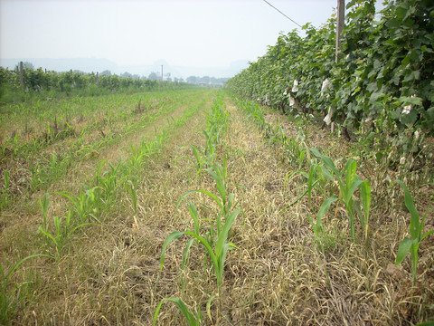 玉米田除草