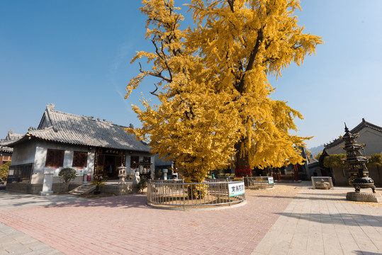 青岛古银杏树