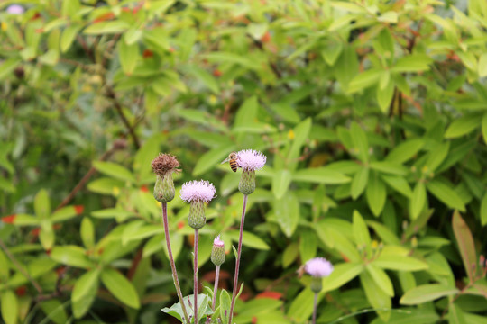 蜜蜂采蜜忙