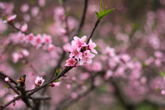 桃花盛开特写