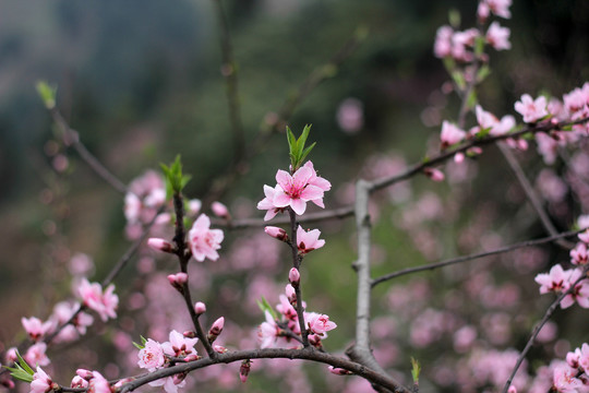 盛开的桃花