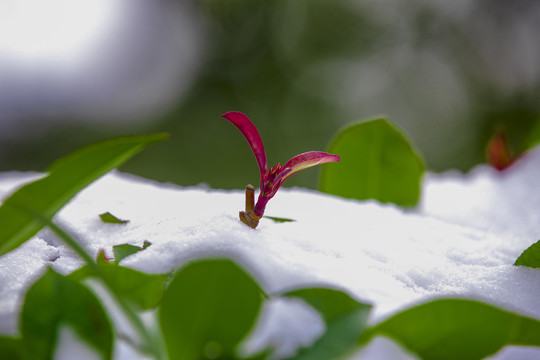 济南大明湖畔雪中情