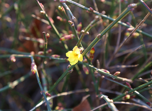 迎春花开