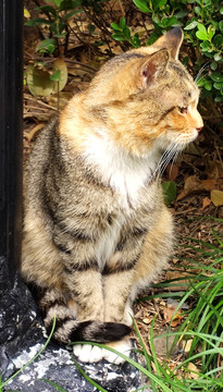 小野猫特写