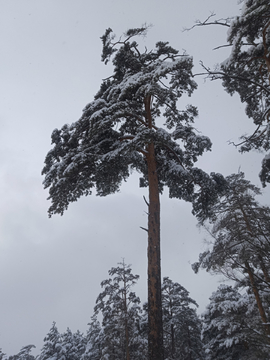 风雪美人松