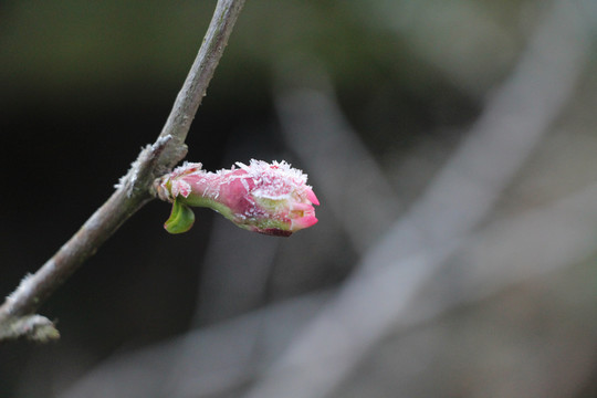 结霜的贴梗海棠花