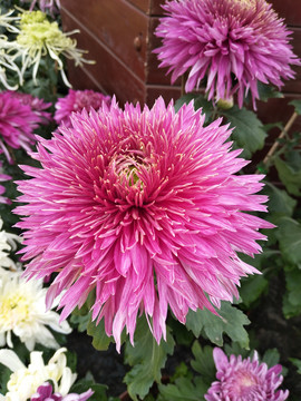 菊花