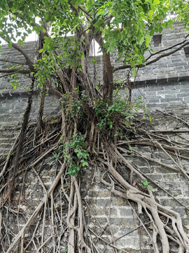 城墙上的树根