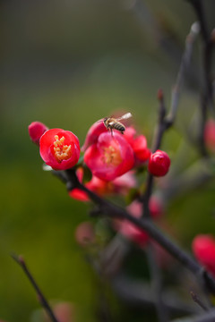 春日海棠