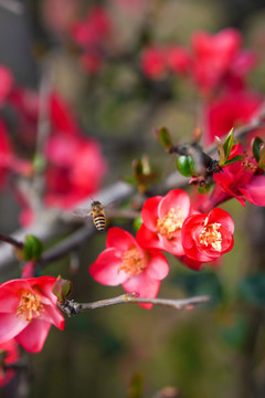 蜜蜂与海棠