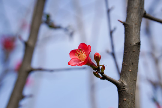 海棠花