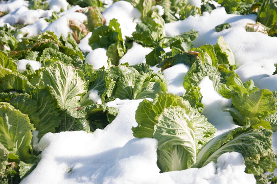 雪地白菜