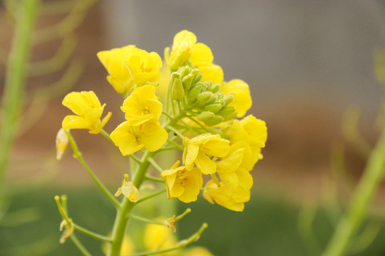 油菜花