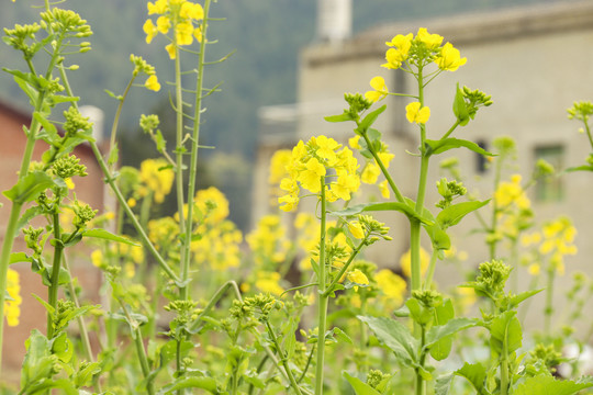 油菜花开