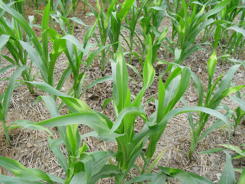 玉米田除草剂药害