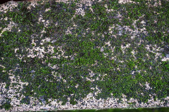墙砖苔藓