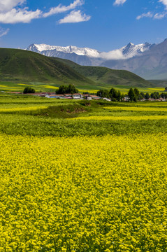 高原油菜花海