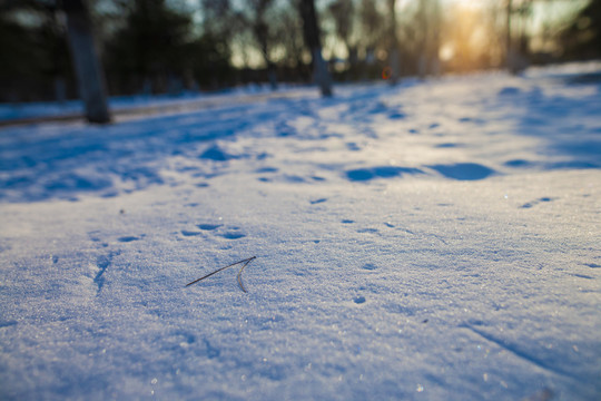 雪地阳光