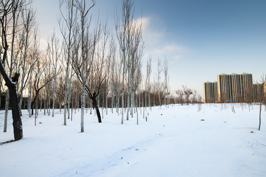 阳光雪地