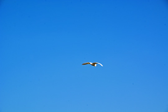蓝天飞翔的白鹭