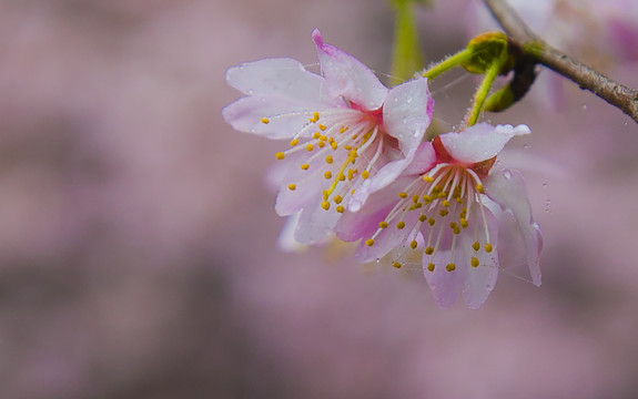 水珠樱桃花