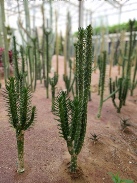 沙漠将军棒仙人棒多肉植物
