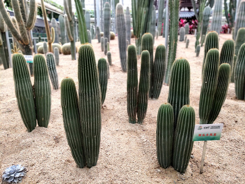 仙人柱仙人棒仙人掌多肉植物